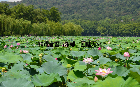 铁观音香气浓郁, 回味无穷