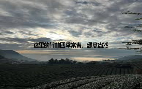 这里的竹林四季常青, 绿意盎然